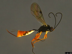 Campopleginae