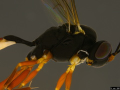Campopleginae