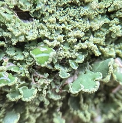 Cladonia apodocarpa