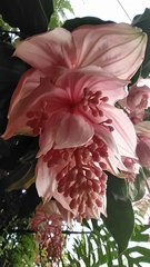 Medinilla magnifica