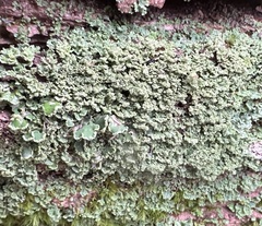 Cladonia apodocarpa