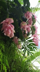 Medinilla magnifica