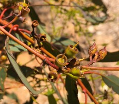 Eucalyptus socialis