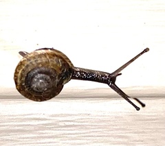 Triodopsis hopetonensis