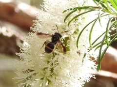 Lasioglossum peraustrale