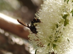 Lasioglossum peraustrale