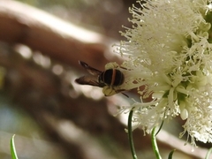 Lasioglossum peraustrale