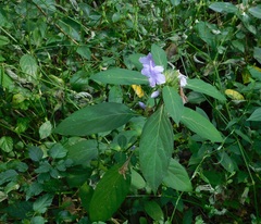 Barleria cristata