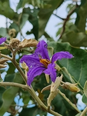 Solanum lycocarpum