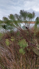 Baccharis angustifolia