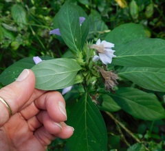 Barleria cristata