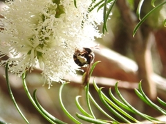 Lasioglossum peraustrale
