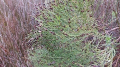 Baccharis angustifolia