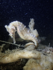 Hippocampus whitei
