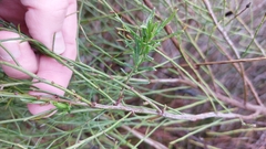 Baccharis angustifolia