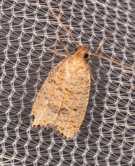 Psilocorsis quercicella