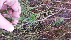 Baccharis angustifolia