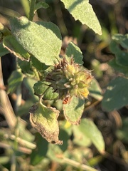 Malvastrum americanum