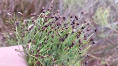 Baccharis angustifolia