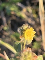 Malvastrum americanum