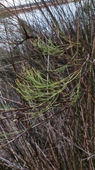 Baccharis angustifolia