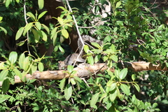 Sciurus colliaei
