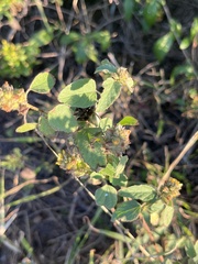 Malvastrum americanum