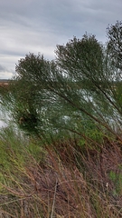 Baccharis angustifolia