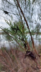 Baccharis angustifolia