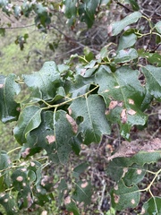 Prunus ilicifolia lyonii