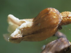 Gastrodia procera