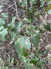 Prunus ilicifolia lyonii