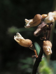 Gastrodia procera