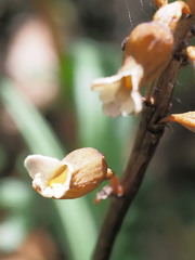 Gastrodia procera