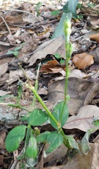 Asystasia gangetica