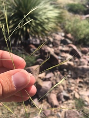 Aristida ternipes ternipes