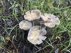 Leratiomyces percevalii