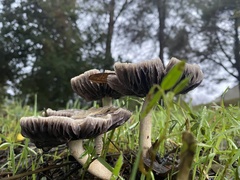Leratiomyces percevalii