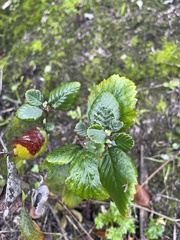 Cercocarpus betuloides blancheae