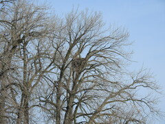 Haliaeetus leucocephalus