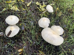 Leratiomyces percevalii