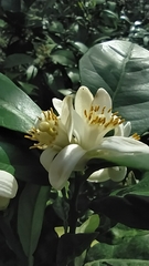 Citrus paridisi