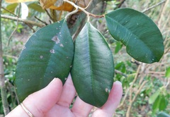 Chrysophyllum oliviforme