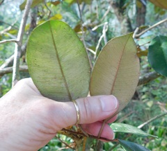 Chrysophyllum oliviforme