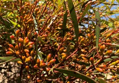 Eucalyptus leptophylla
