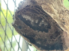 Polybia occidentalis