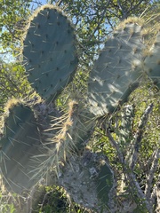 Opuntia alta