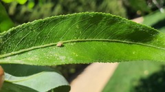 Monosteira unicostata