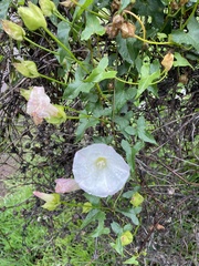 Calystegia macrostegia macrostegia
