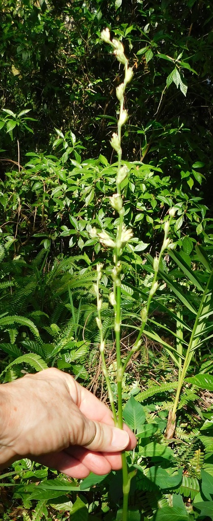 Callisia fragrans, Davie, FL, USA